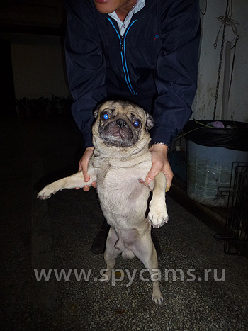 Собака босса :) Собака босса :)